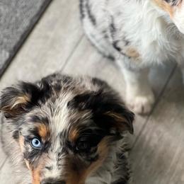 Australian Shepherd Puppies from Far Out Aussies