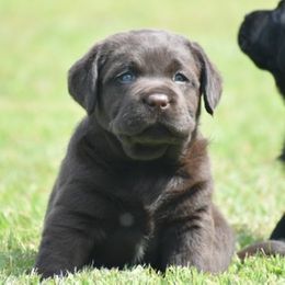 Labrador Retriever Puppies from Startop Labradors