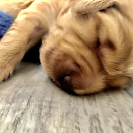 Golden Retriever and Labrador Retriever Puppies from All Around Retrievers