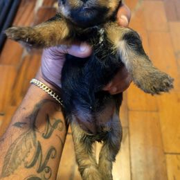 Stella - Black and tan female Silky Terrier puppy in New Jersey from Fur-Ever Friends