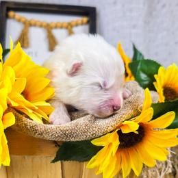 Roku - White and biscuit male Samoyed puppy in West Jordan, Utah from Rocky Mountain Samoyeds