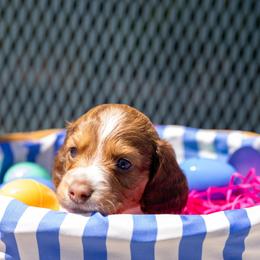 Brock - Piebald male Dachshund puppy in Wichita Falls, Texas from Matilda Jane’s Dachshunds