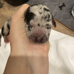 Boy 4 - Great Dane puppy in Dundee, Michigan from Weslow AKC Danes