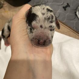 Boy 4 - Great Dane puppy in Dundee, Michigan from Weslow AKC Danes
