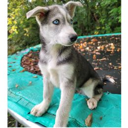 Siberian Husky Puppies from Light Foot Kennel