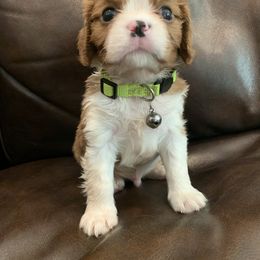 Cavalier King Charles Spaniel, Cavapoo, and Poodle Puppies from Peachy Paws
