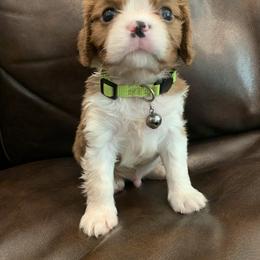 Cavalier King Charles Spaniel, Cavapoo, and Poodle Puppies from Peachy Paws