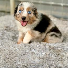 Daisy blue female - Blue merle female Toy Australian Shepherd puppy in Lemon Cove, California from Magic Ranch Mini Aussies