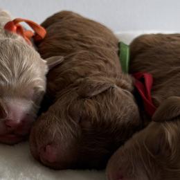 Shannon - Red  female Goldendoodle puppy in Stratford, New Jersey from Meadow Lark Doodles