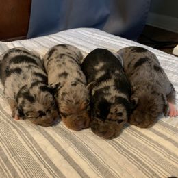 Girl 1 - Blue merle female Catahoula Leopard Dog puppy in Gadsden, Alabama from Rich Cat’s