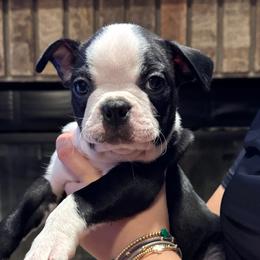 Archie (AKC, Male) - Black and white male Boston Terrier puppy in Wildwood, Missouri from Belleville Bostons