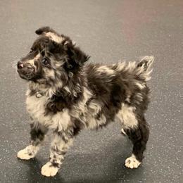 Sprout - Black merle female Mudi puppy in Valley Mills, Texas from Graves Farm Mudi