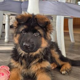 Boy 2 - Black and red male German Shepherd puppy in Sumner, Iowa from Vom Wilke Kennels