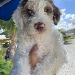 Aussiedoodle and Goldendoodle Puppies from Cuddly Doodles