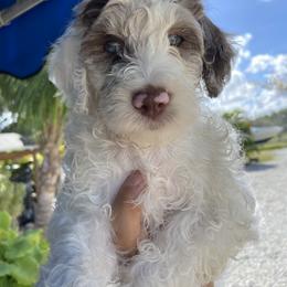 Aussiedoodle and Goldendoodle Puppies from Cuddly Doodles