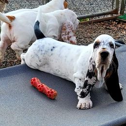 Basset Hound Puppies from Double Branch Basset Hounds