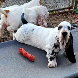 Basset Hound Puppies from Double Branch Basset Hounds