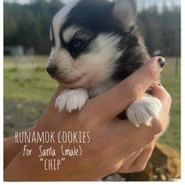 Runamok Cookies For Santa (Chip) - Black and white male Pomsky puppy in St. Maries, Idaho from Runamok Farm