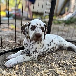Daisy(LUA) - White and liver brown female Dalmatian puppy in Wilson, North Carolina from New Horizonz Dalmatians