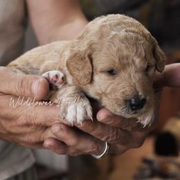 Goldendoodle Puppies from Wildflower Doodles