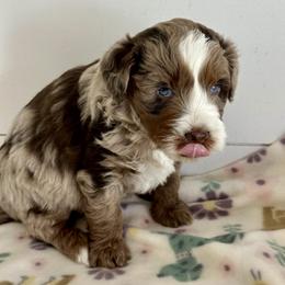 Jasper - Red merle male Aussiedoodle puppy in Charlestown, Indiana from Forever Aussies and A Doodle