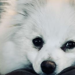 Pomeranians from Remi Roo Poms
