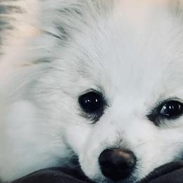 Pomeranians from Remi Roo Poms