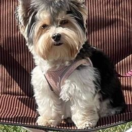 Yorkshire Terrier All Grown Up from Absolut' Parti Yorkies