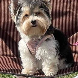 Yorkshire Terrier All Grown Up from Absolut' Parti Yorkies