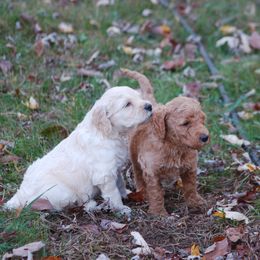 Double Doodle, Goldendoodle, and Poodle Puppies from Top of the Hill Doodles
