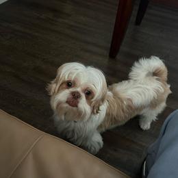 Tuya - Liver and white female Shih Tzu puppy in Kissimmee, Florida from Bebe AKC Puppies