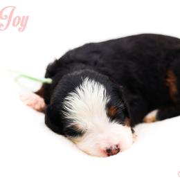 Joy - Black tri-color female Aussiedoodle puppy in Diamond Bar, California from Furrytaildoodles