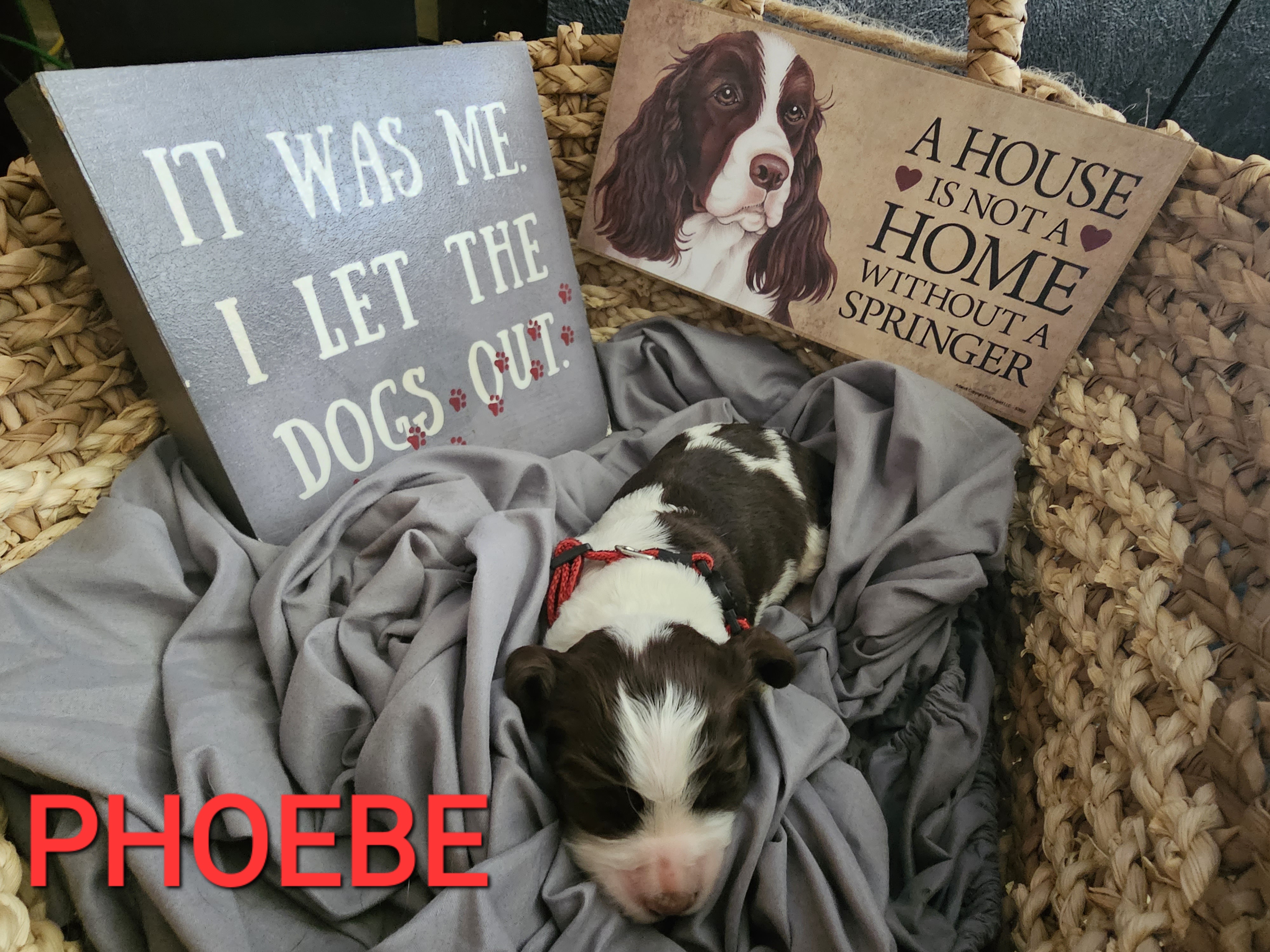Phoebe - English Springer Spaniel puppy in Crockett, Texas from Obsidian Rose