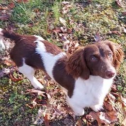 Dachshunds from Rudicel Dachshunds