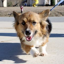 Hollywood - Pembroke Welsh Corgi