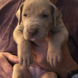 Girl 3 - Merle Great Dane puppy in Glenville, New York from Red Oak Farm and Kennel