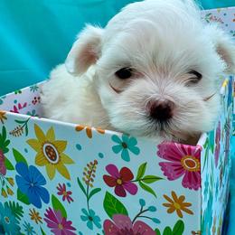 Bubbles - White female Maltese puppy in Polo, Missouri from Purely Maltese