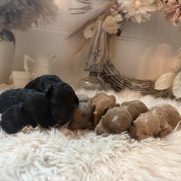Cockapoo and Goldendoodle Puppies from Cackalacky Companions