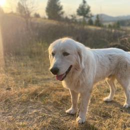 Jack - Maremma Sheepdog
