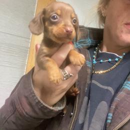 Lariart - Chocolate and tan male Dachshund puppy in Oklahoma from Rockin’ S Kennel