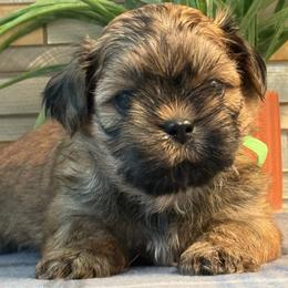 Buddy - Black gold and white male Shih Tzu puppy in Zephyrhills, Florida from Mary’s Shih Tzus