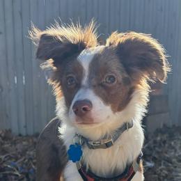 Australian Shepherd, Miniature American Shepherd, and Miniature Australian Shepherd All Grown Up from Spirited Aussies