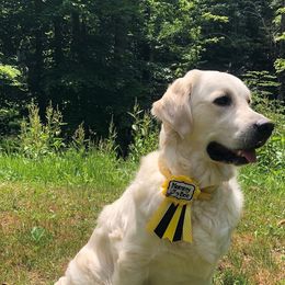 Golden Retrievers from Bazzles Cream Retrievers