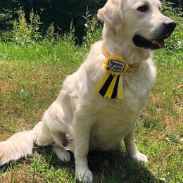 Golden Retrievers from Bazzles Cream Retrievers