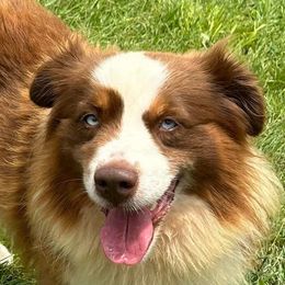 SAND-Z - Miniature American Shepherd