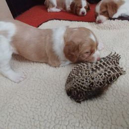 Brittany Puppies from Buster Pointe Brittanys