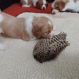 Brittany Puppies from Buster Pointe Brittanys