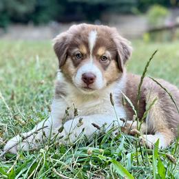 Australian Shepherd Puppies from Whinny Hill