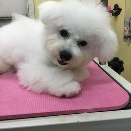 Bichon Frise Puppies from Bijou Bichon