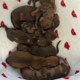 Dachshund puppies from MiniHeartDachshunds